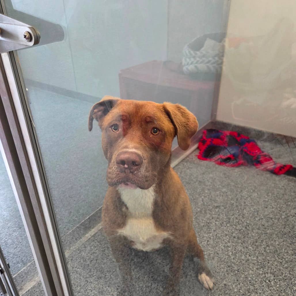 Tank - Retriever, Chocolate Labrador / Terrier, Pit Bull available for adoption