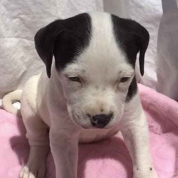 Peanut - Mixed Breed available for adoption