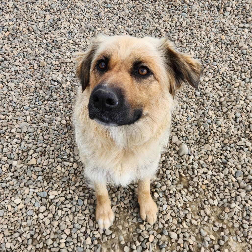 Willow - Shepherd available for adoption in Saskatchewan