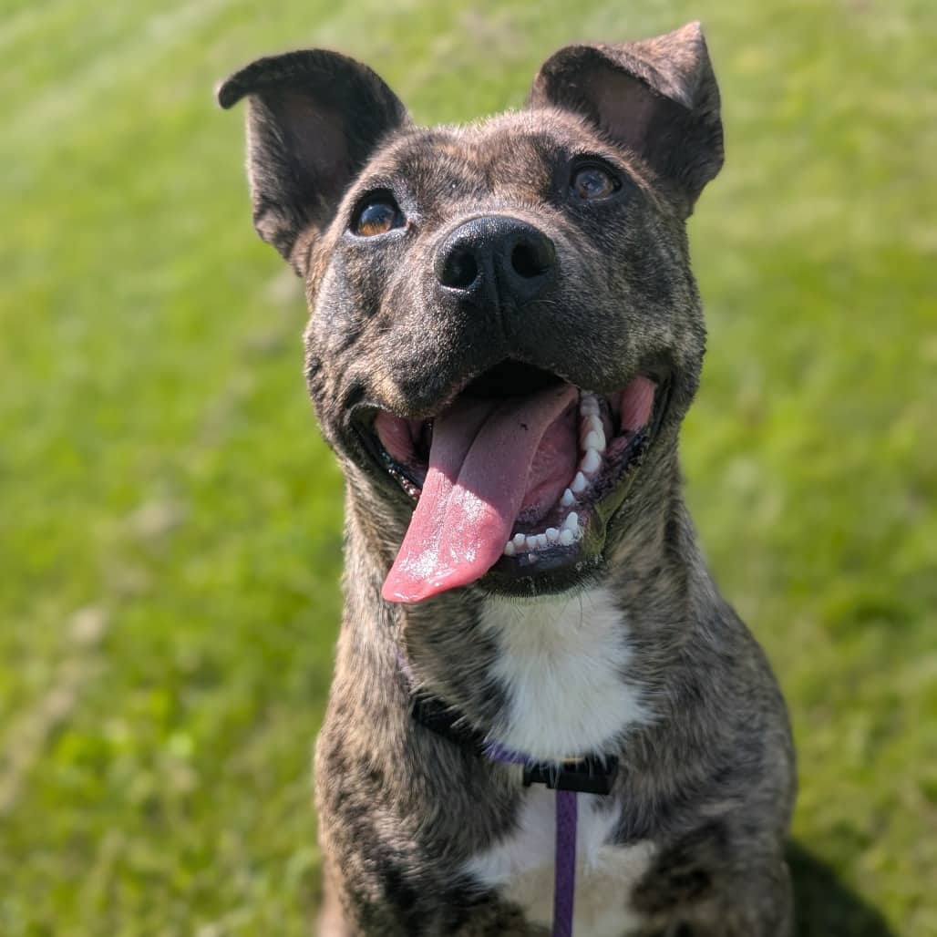 Zila - MIXED BREED available for adoption
