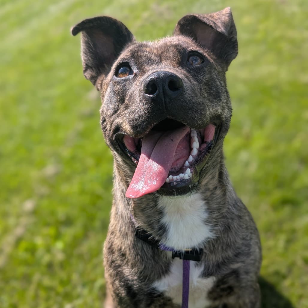 Zila - MIXED BREED available for adoption at SCARS in Calgary