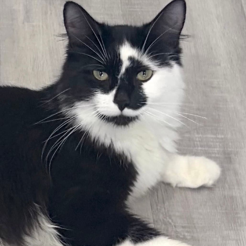 Beso - Domestic Medium Hair cat available for adoption at Vancouver Orphan Kitten Rescue Association in Vancouver
