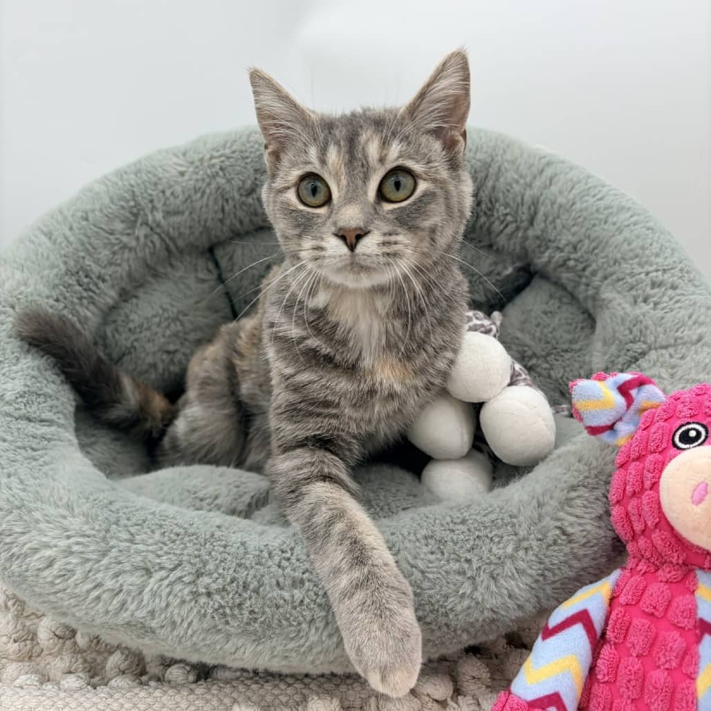 Hashbrown - Domestic Medium Hair cat available for adoption at Moose Jaw Humane Society in Moose Jaw