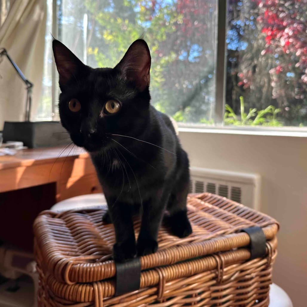 Jake - Domestic Shorthair cat available for adoption at Vancouver Orphan Kitten Rescue Association in Vancouver