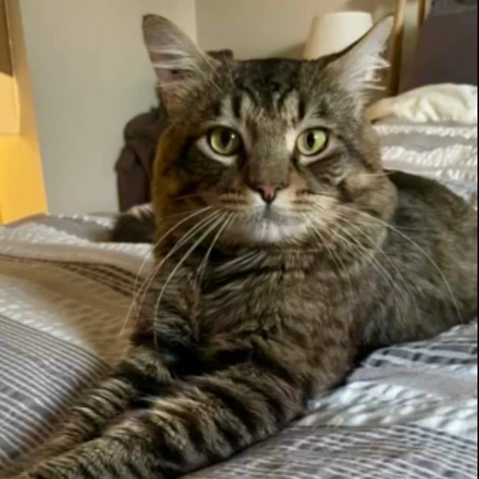 Howard - Domestic Medium Hair cat available for adoption at Vancouver Orphan Kitten Rescue Association in British Columbia