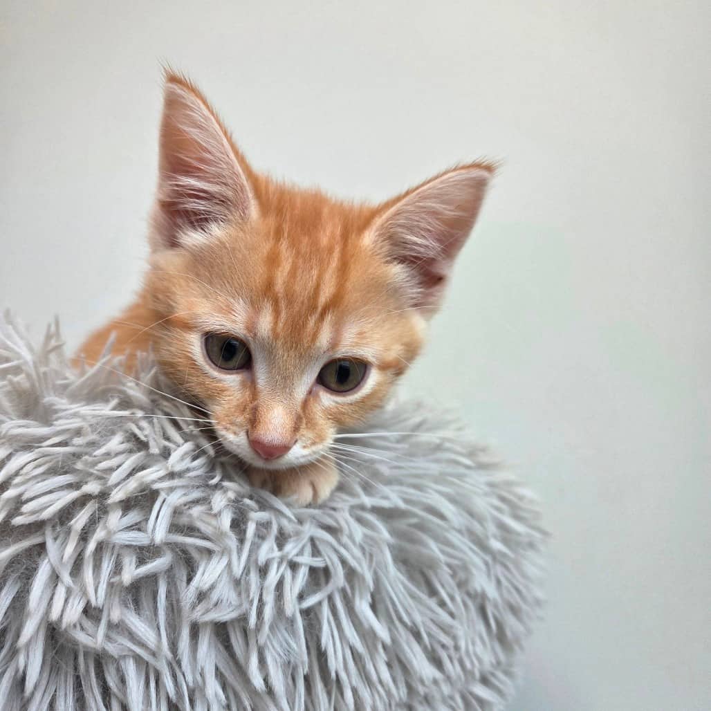 Butter Bell - Domestic Shorthair cat available for adoption at Battlefords Humane Society in North Battleford