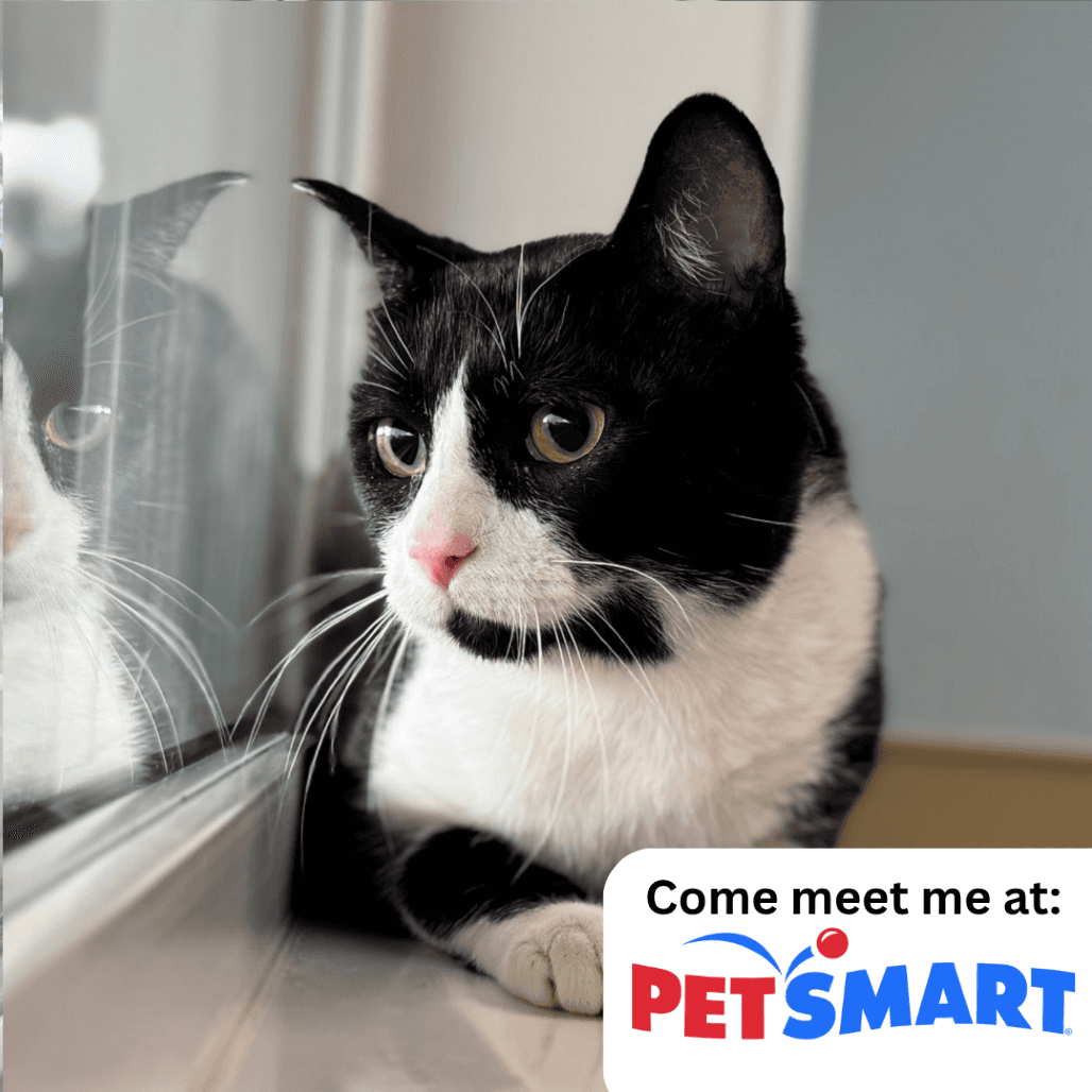 Noble - Domestic Shorthair cat available for adoption at Prince Albert SPCA in Prince Albert