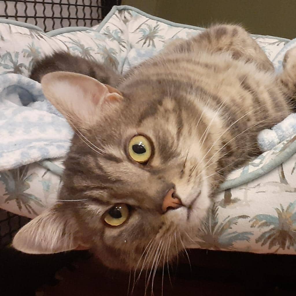 Singer - Domestic Shorthair cat available for adoption at Vancouver Orphan Kitten Rescue Association in Vancouver