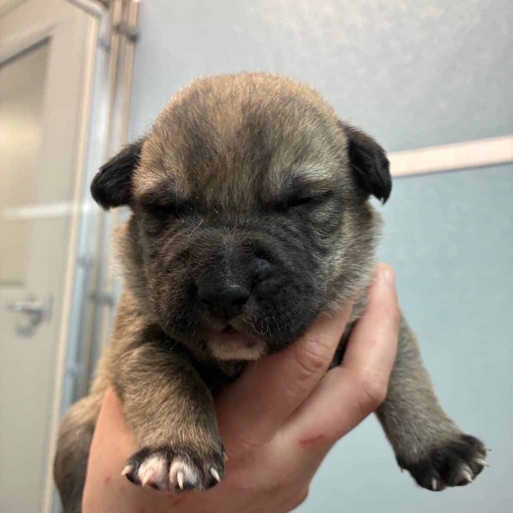 Jersey - Shepherd available for adoption in Calgary