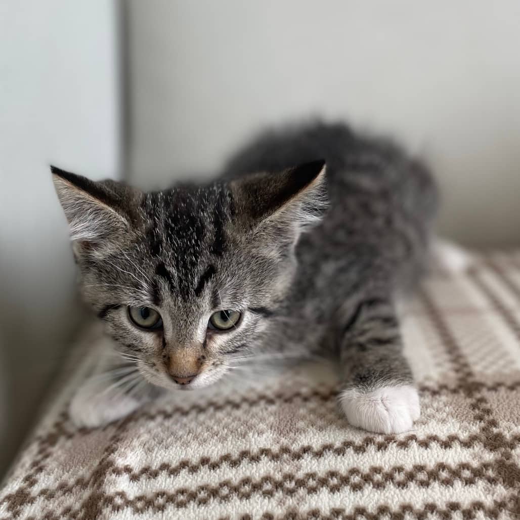 Snap - Domestic Shorthair available for adoption