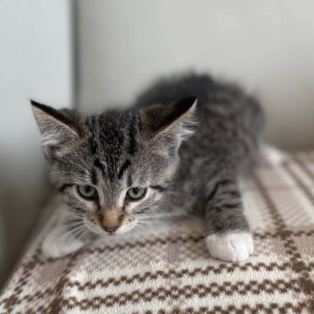 Snap - Domestic Shorthair available for adoption