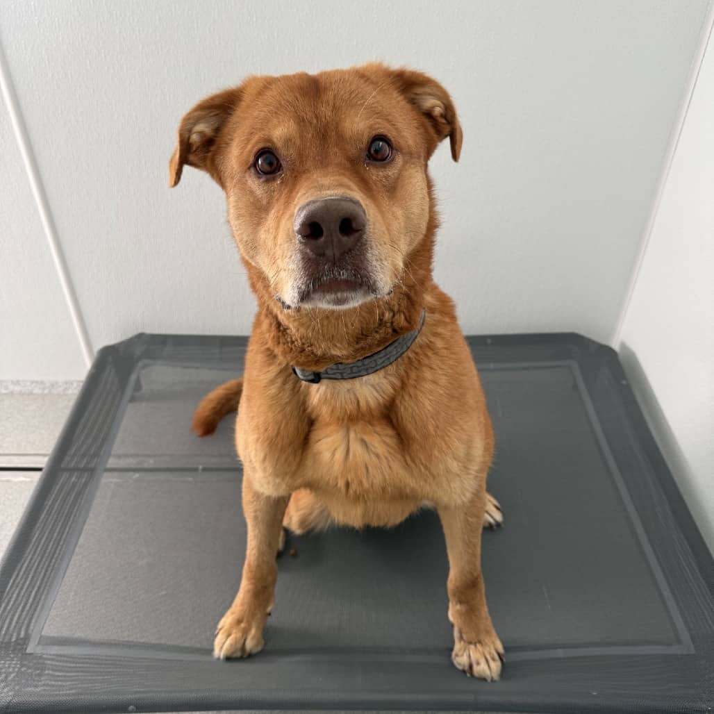 Rollem - Mixed Breed (Large) available for adoption in Calgary