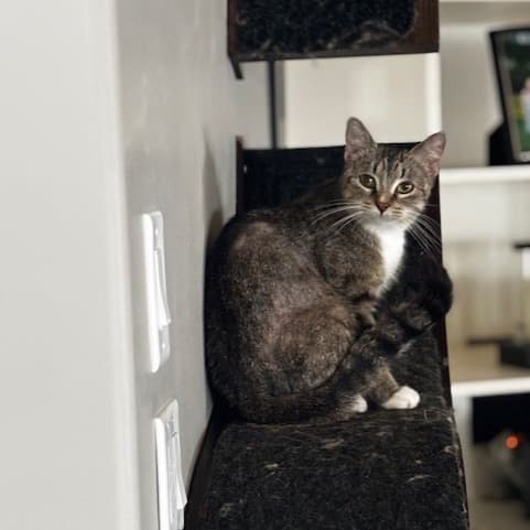 Angel - Domestic Shorthair cat available for adoption at Saskatoon SPCA in Saskatoon