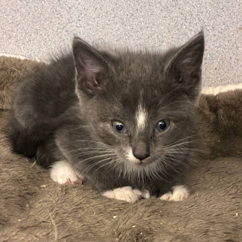 Pastel - Domestic Shorthair available for adoption