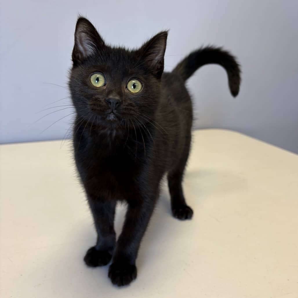 Yeller - Domestic Shorthair available for adoption