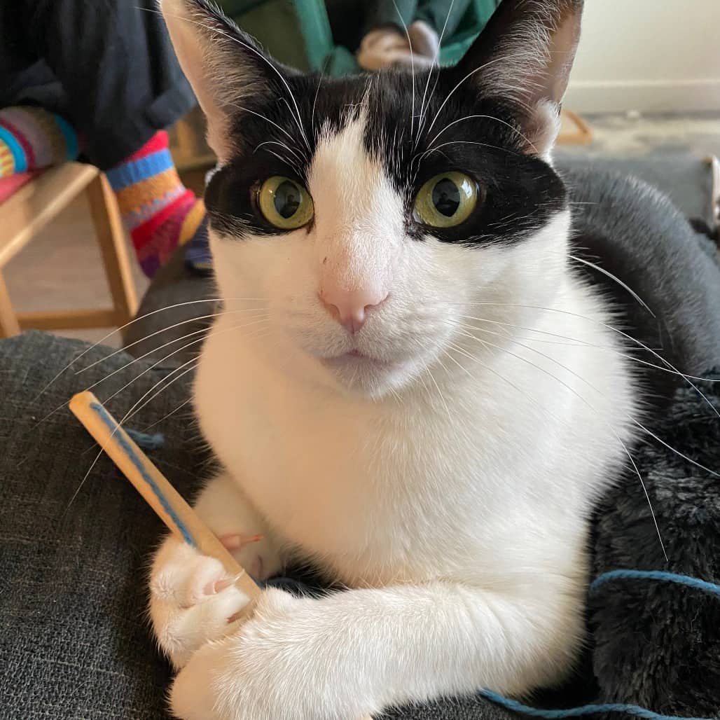 George - Domestic Shorthair cat available for adoption in British Columbia