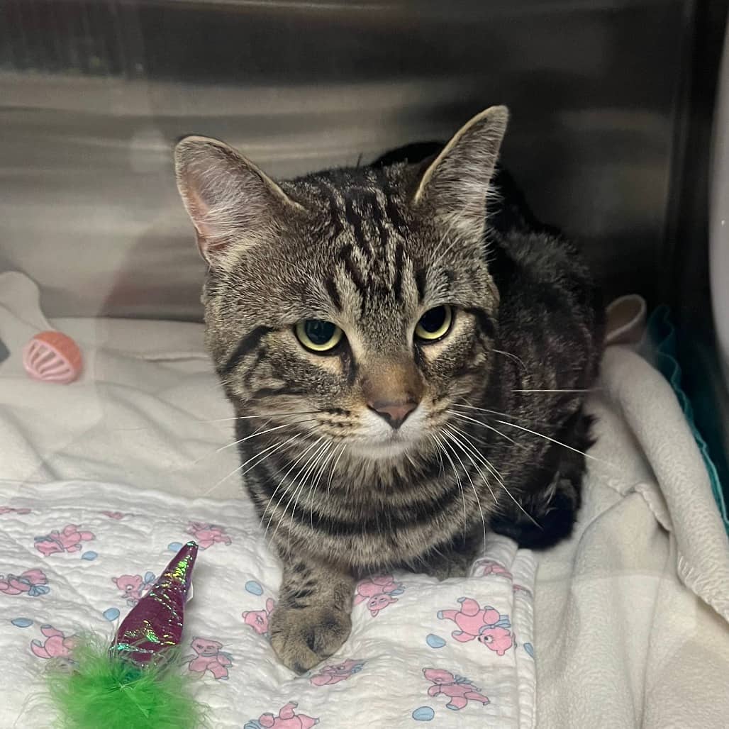 Muffin Man - Domestic Shorthair cat available for adoption in Calgary