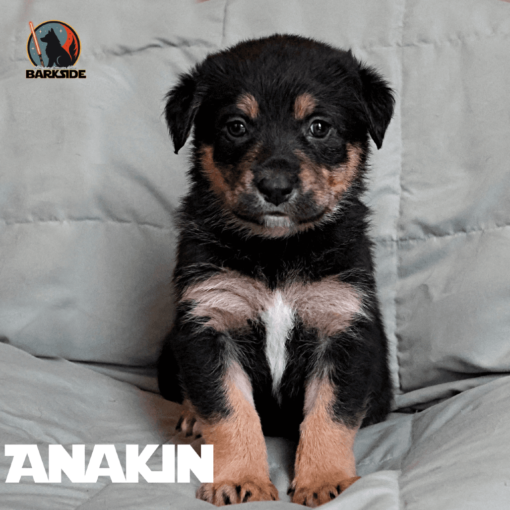 Anakin - Mixed Breed available for adoption in Calgary