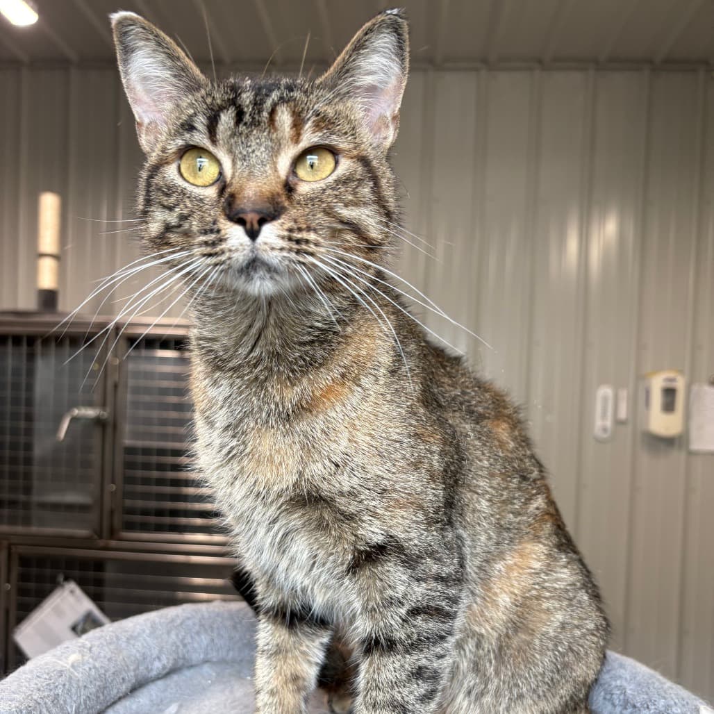 Gabby - Domestic Shorthair cat available for adoption at North East SPCA in Melfort