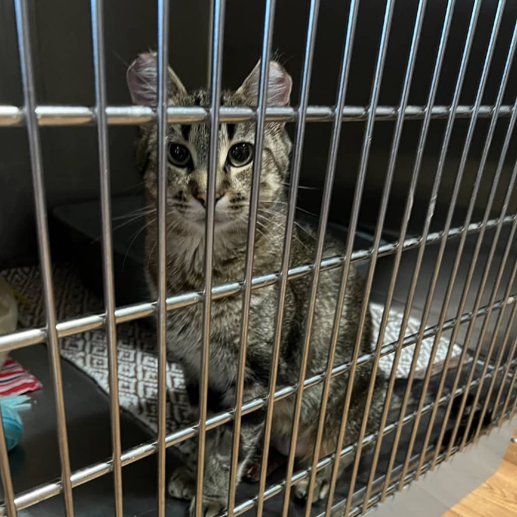 Hazel - Domestic Shorthair cat available for adoption at SCARS in Edmonton (1 of 2)