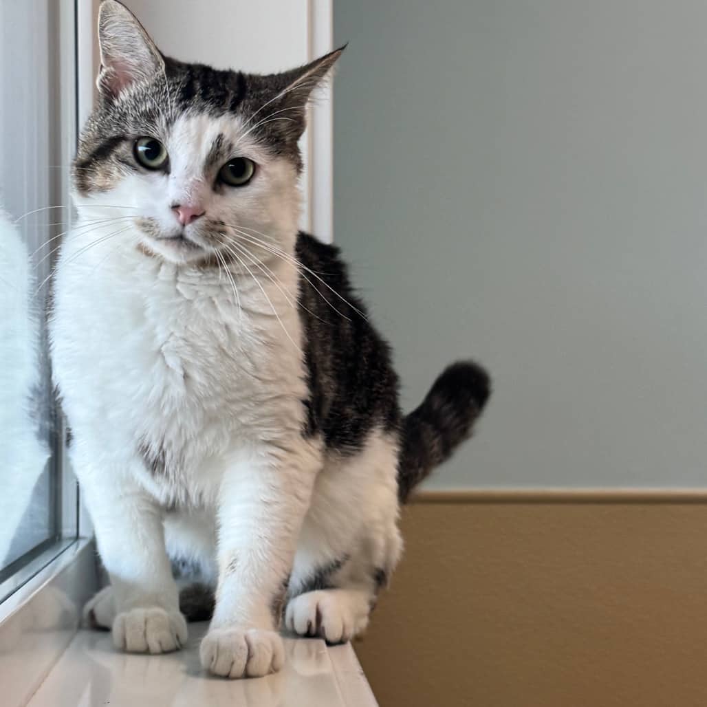 Cowboy - Domestic Shorthair cat available for adoption at Prince Albert SPCA in Prince Albert
