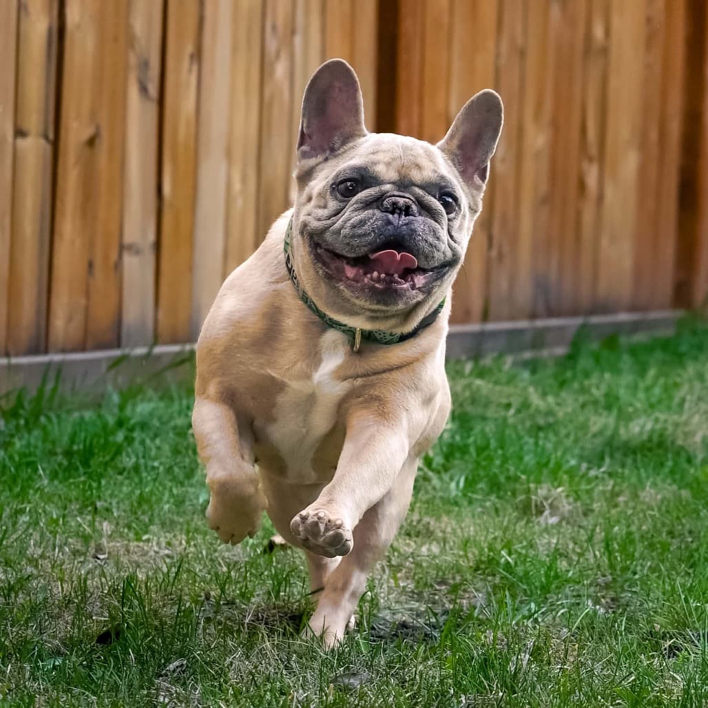Hammy - Mixed Breed available for adoption in Calgary