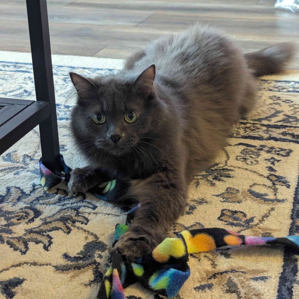 Rose - Domestic Medium Hair cat available for adoption at Vancouver Orphan Kitten Rescue Association in Vancouver