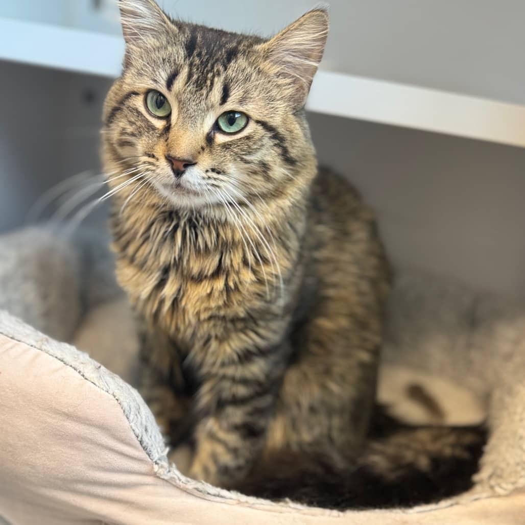Edgar Allan Poe - Domestic Medium Hair available for adoption