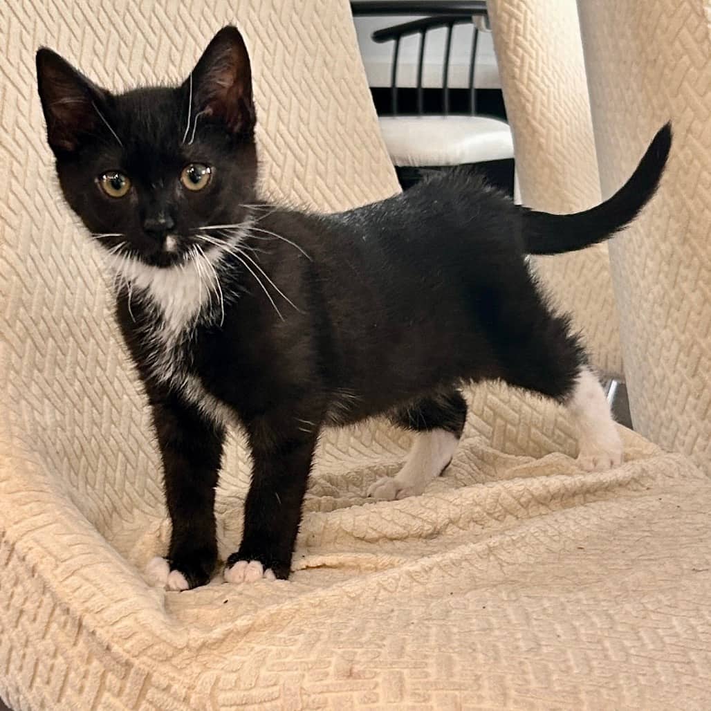 Kyle - Domestic Shorthair cat available for adoption at SCARS in Edmonton (1 of 6)