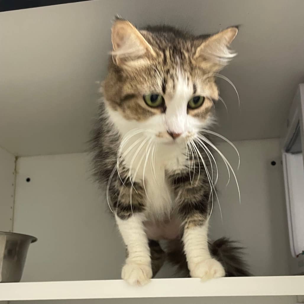 Irene - Domestic Medium Hair cat available for adoption at Battlefords Humane Society in North Battleford