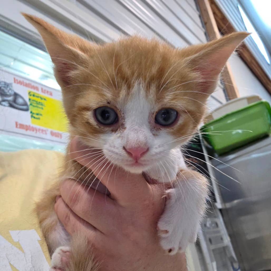 Cheddar - Domestic Shorthair available for adoption