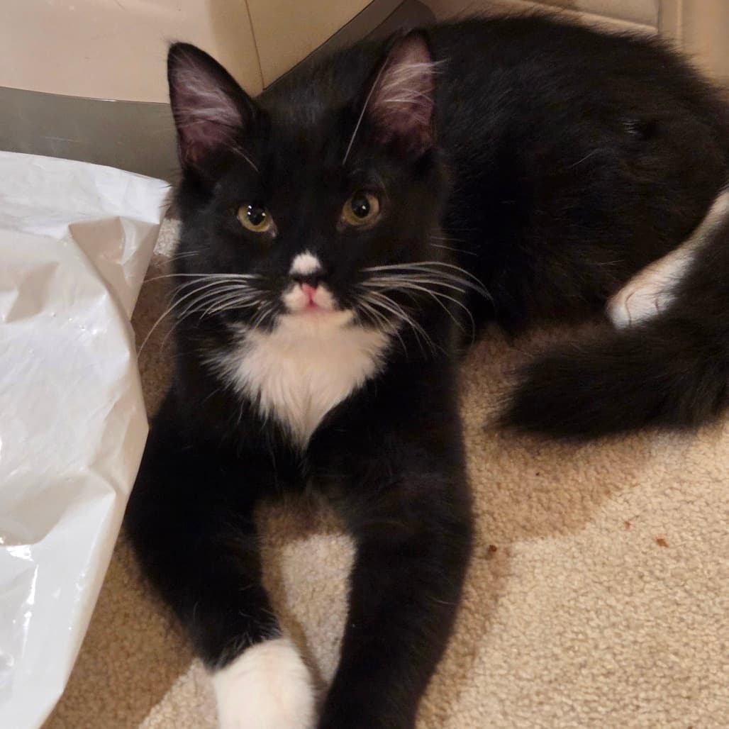 Dot - Domestic Medium Hair cat available for adoption at Vancouver Orphan Kitten Rescue Association in British Columbia