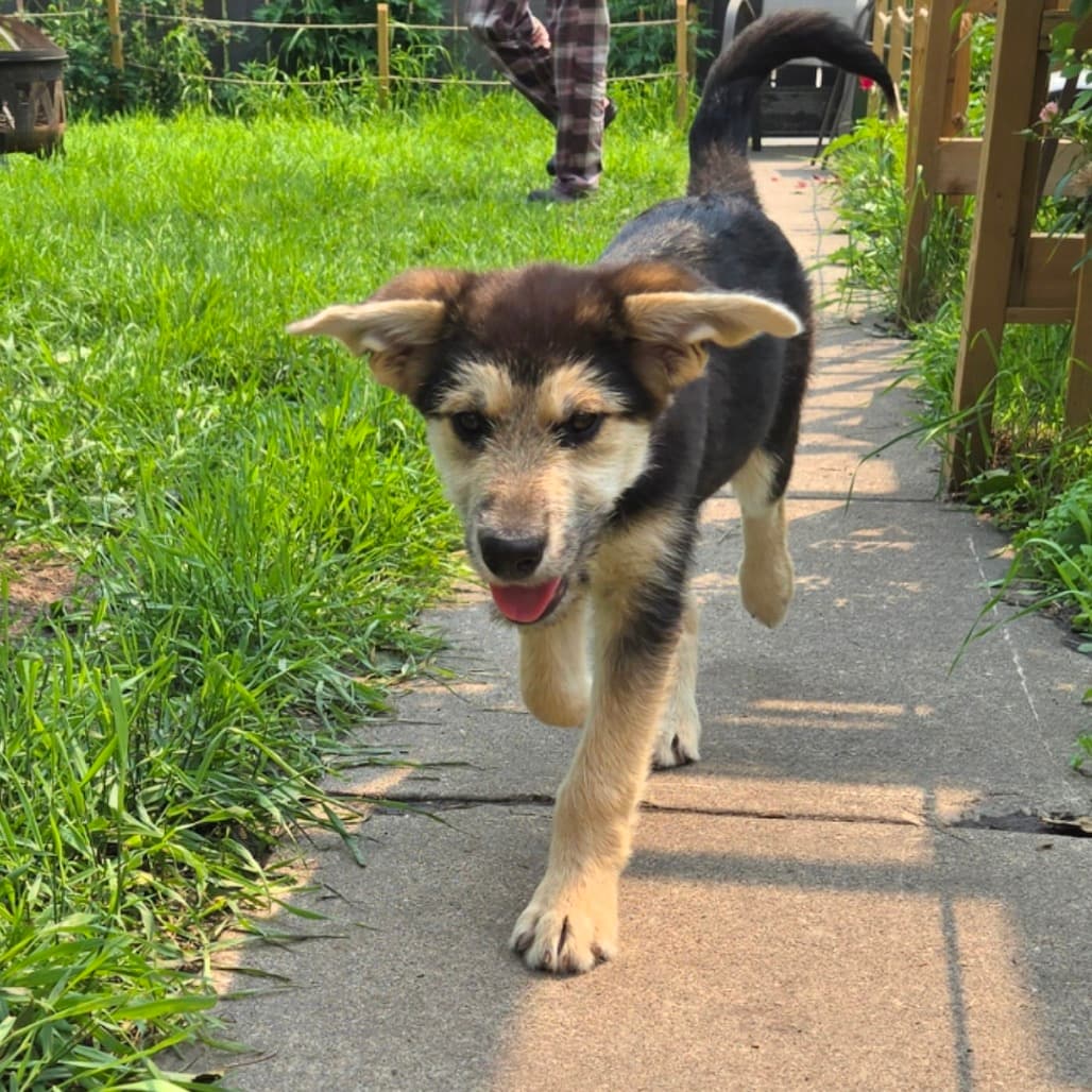 April Ludgate - SHEPHERD available for adoption at SCARS in Calgary (1 of 6)