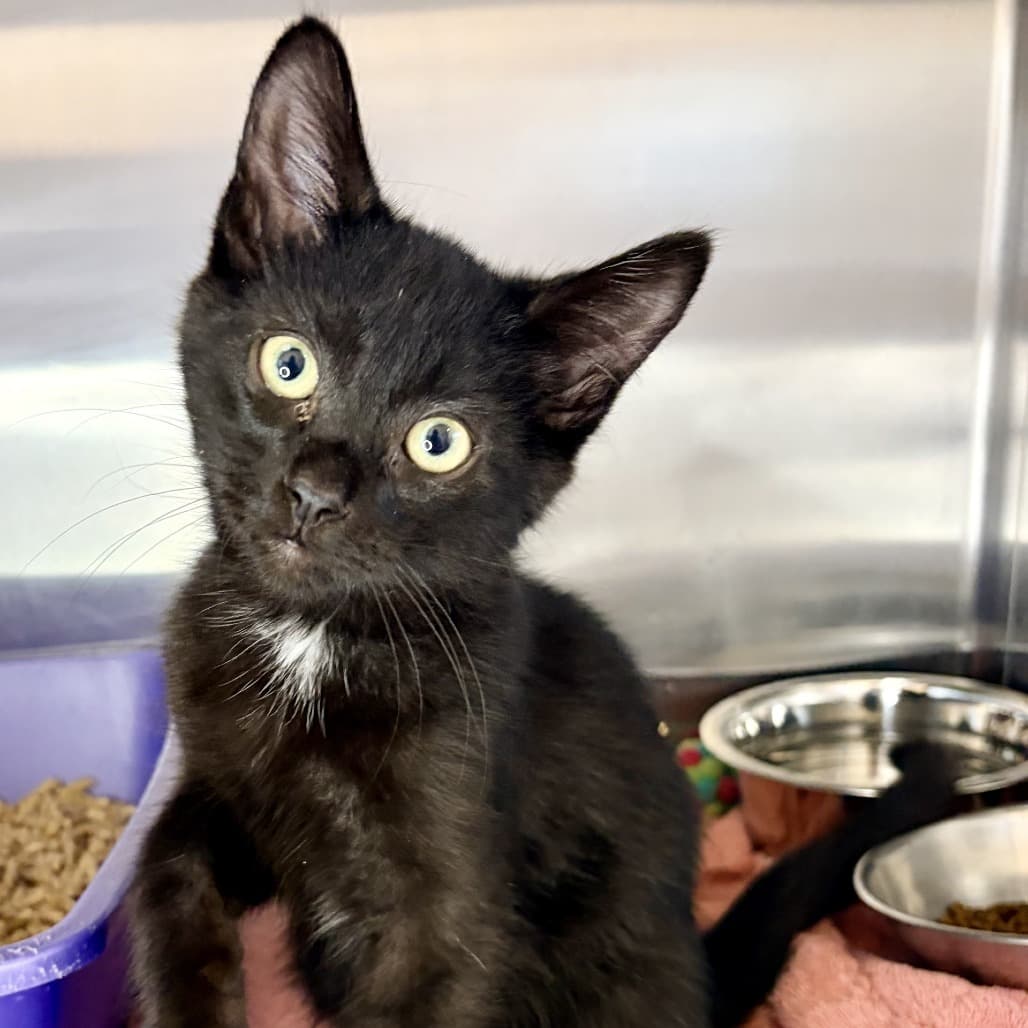 Corky - Domestic Shorthair cat available for adoption in Calgary