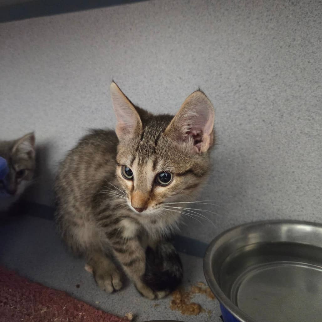 Barley - Domestic Medium Hair available for adoption