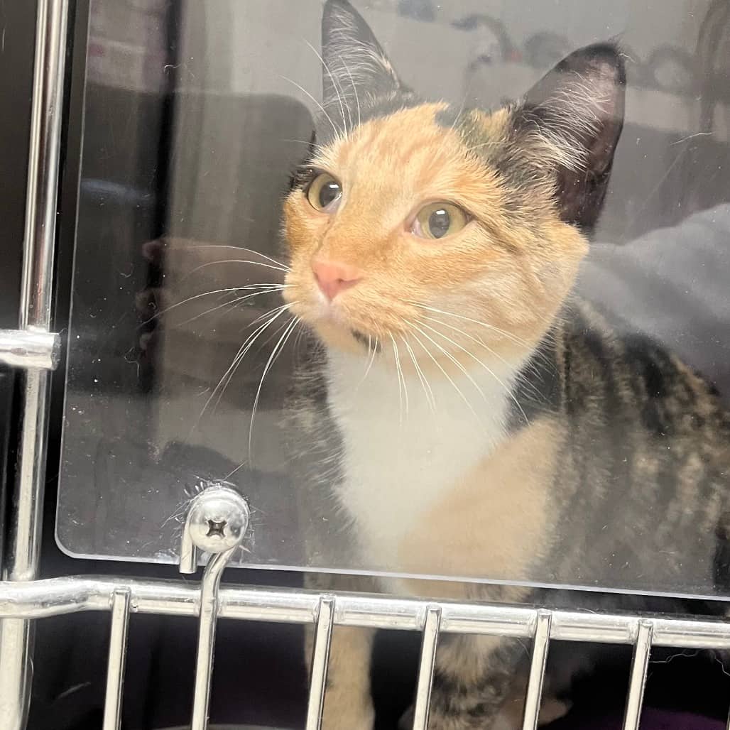 Spot - Domestic Shorthair available for adoption