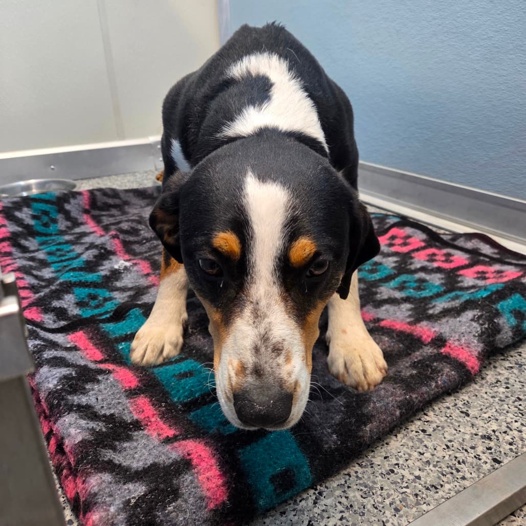 Loki - Greater Swiss Mountain Dog / Coonhound, Treeing Walker available for adoption at Battlefords Humane Society in North Battleford