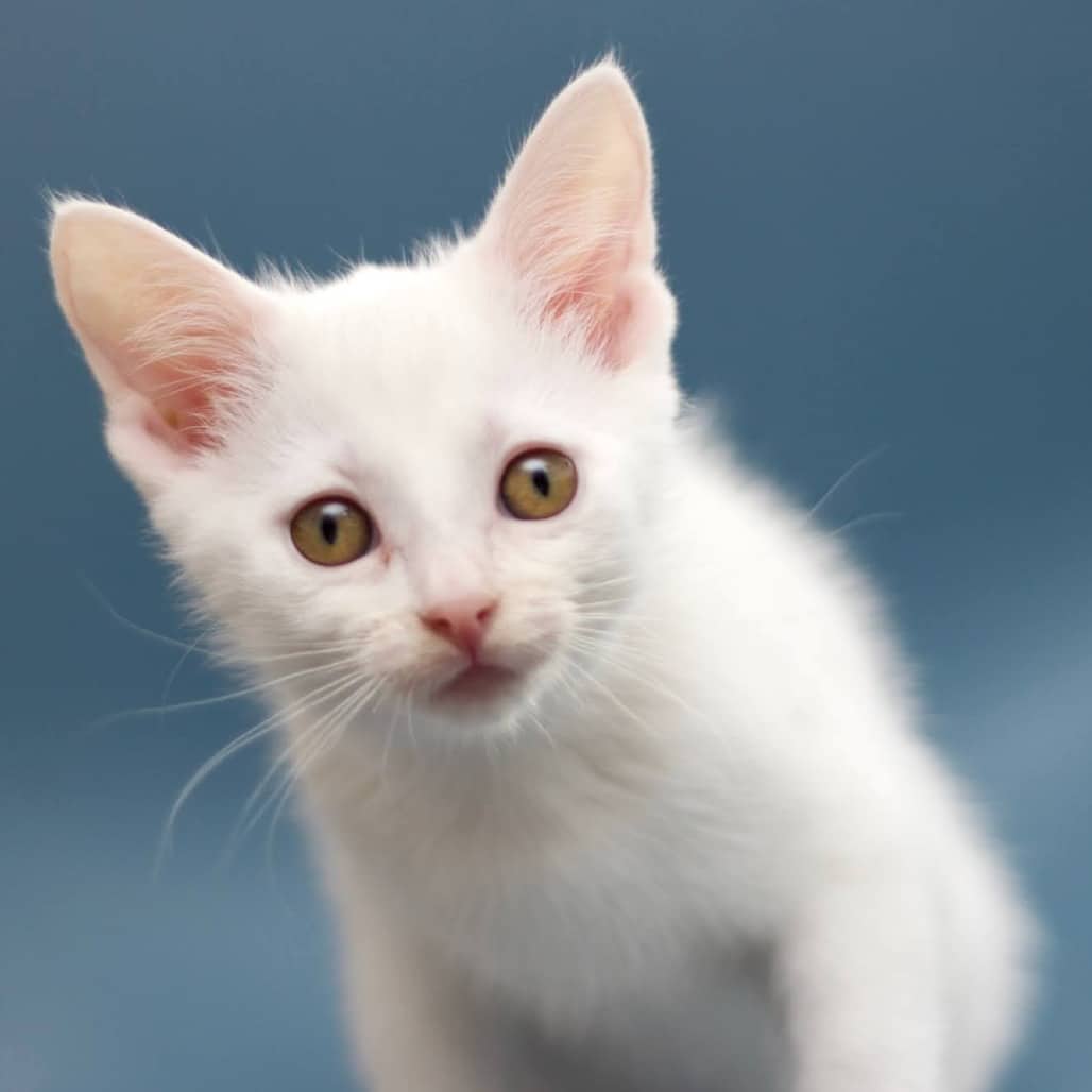 Dewey - Domestic Shorthair available for adoption
