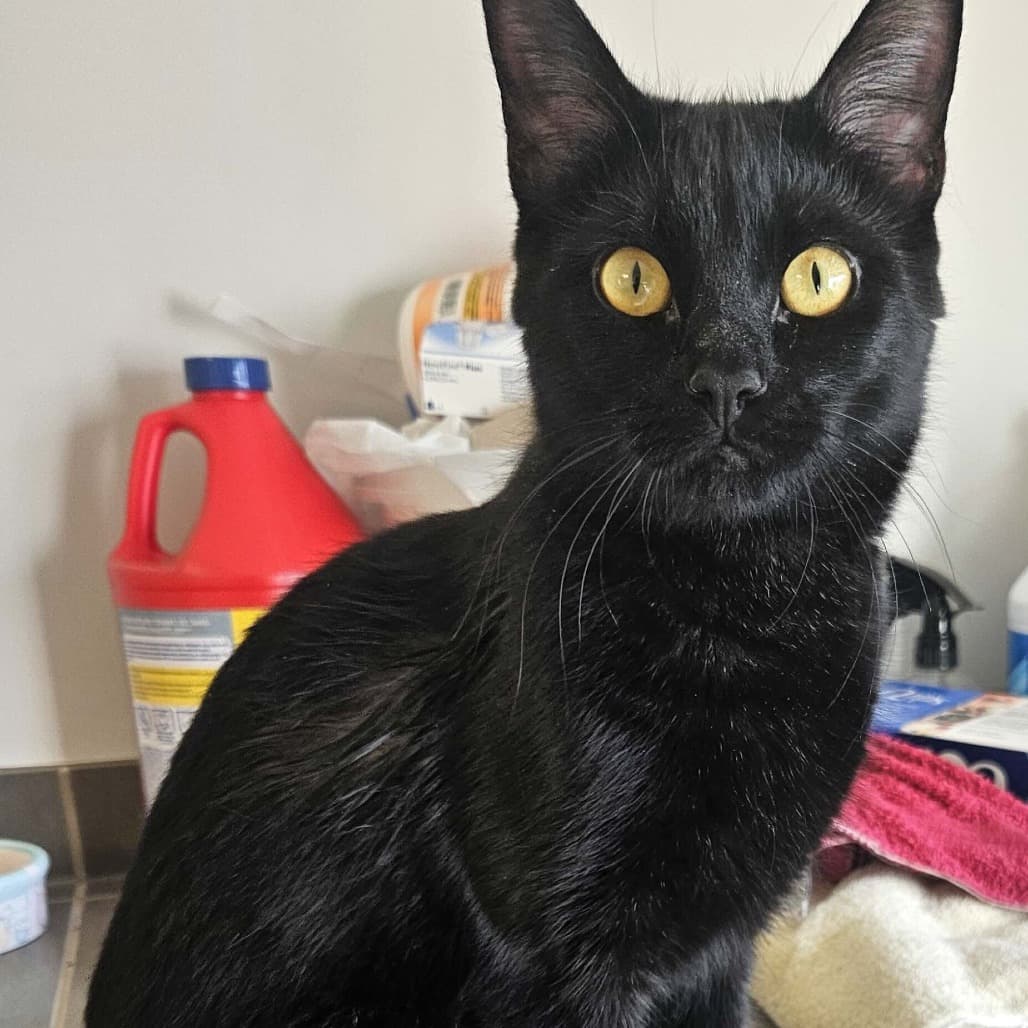 Smoke - Domestic Shorthair cat available for adoption in Calgary