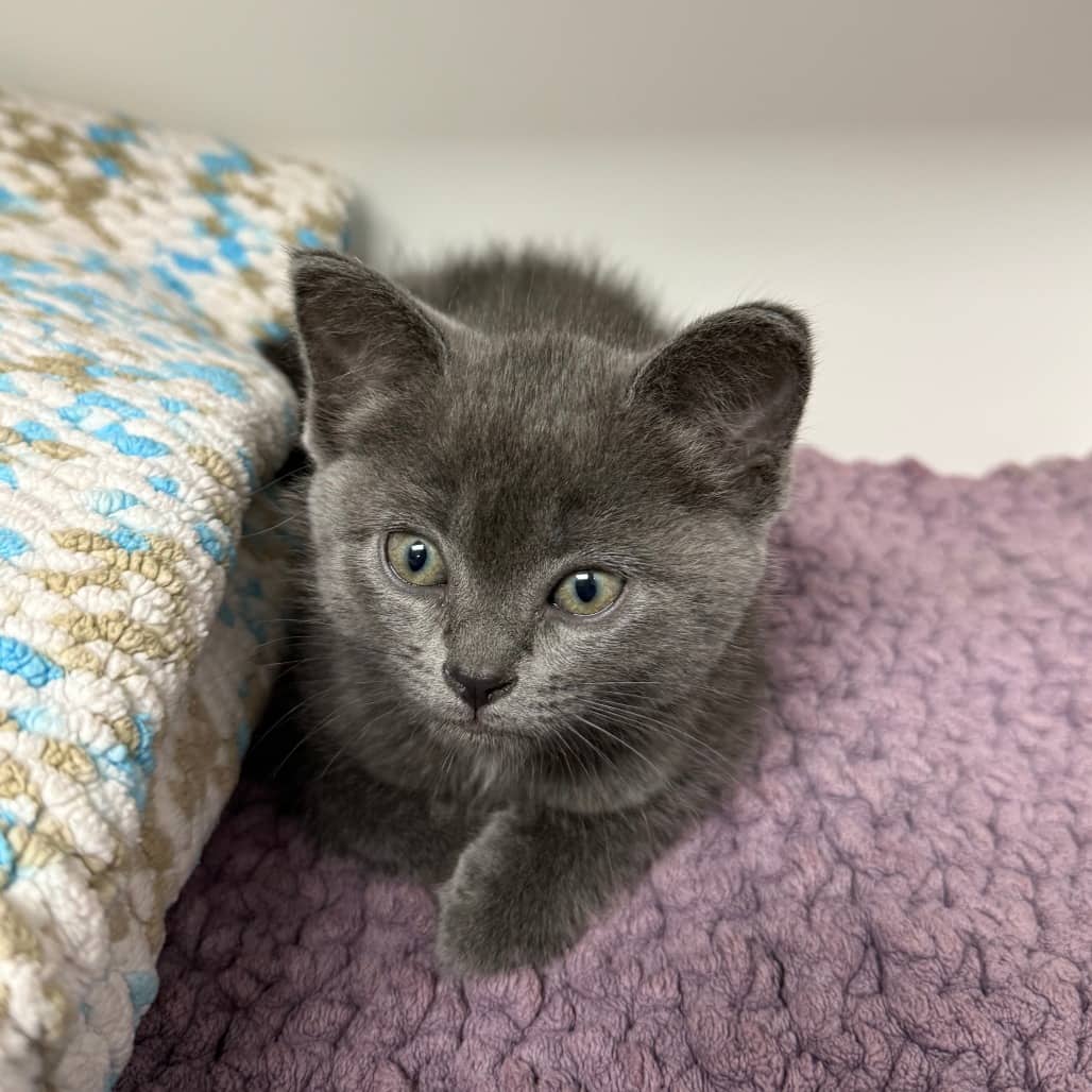 Scarlet Witch - Domestic Shorthair cat available for adoption at Border Paws Animal Shelter in Lloydminster