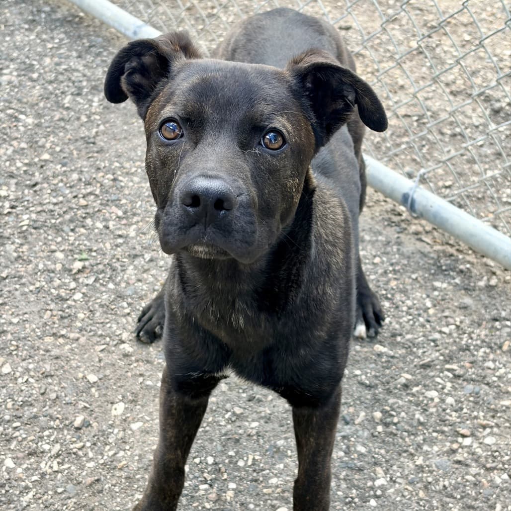 Homer - Retriever, Labrador / Terrier, American Staffordshire available for adoption