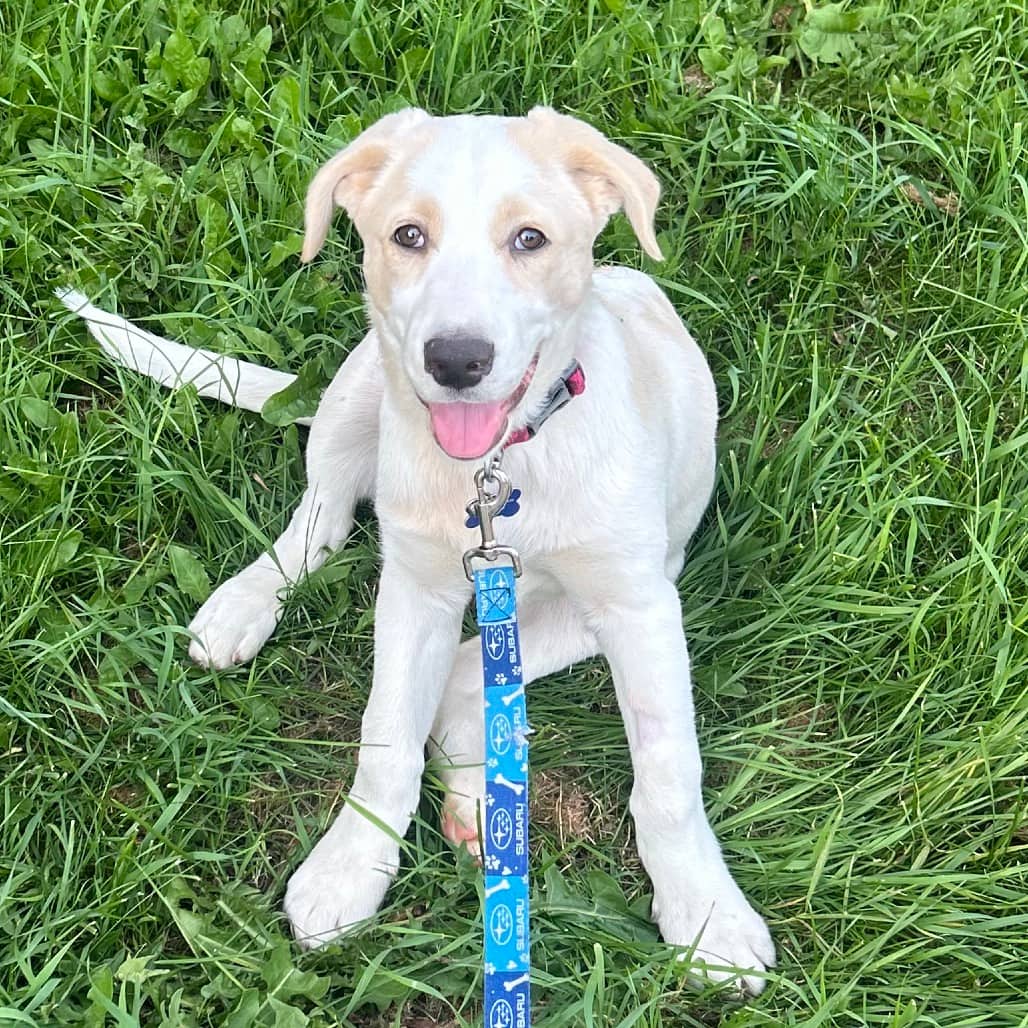 Marley - RETRIEVER, LABRADOR/MIX available for adoption