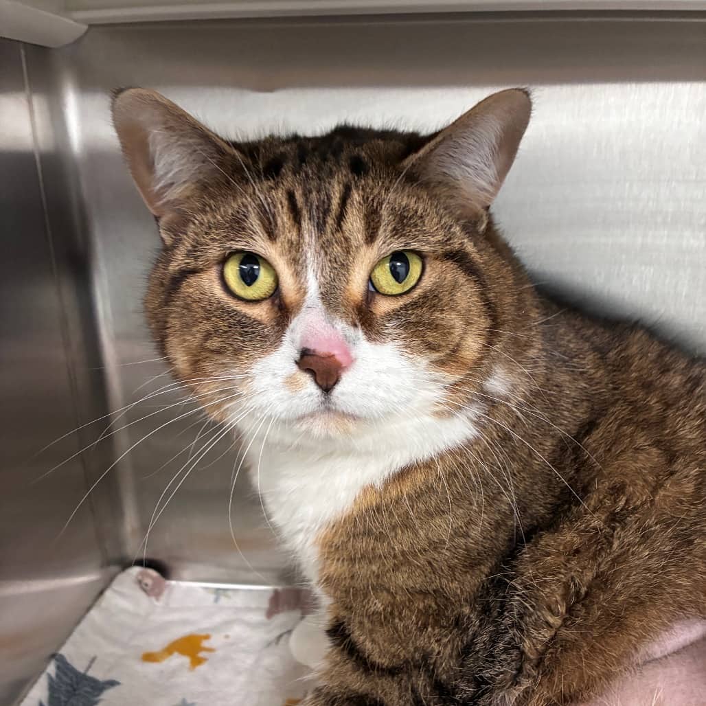 Finnegan - Domestic Medium Hair cat available for adoption at Saskatoon SPCA in Saskatoon