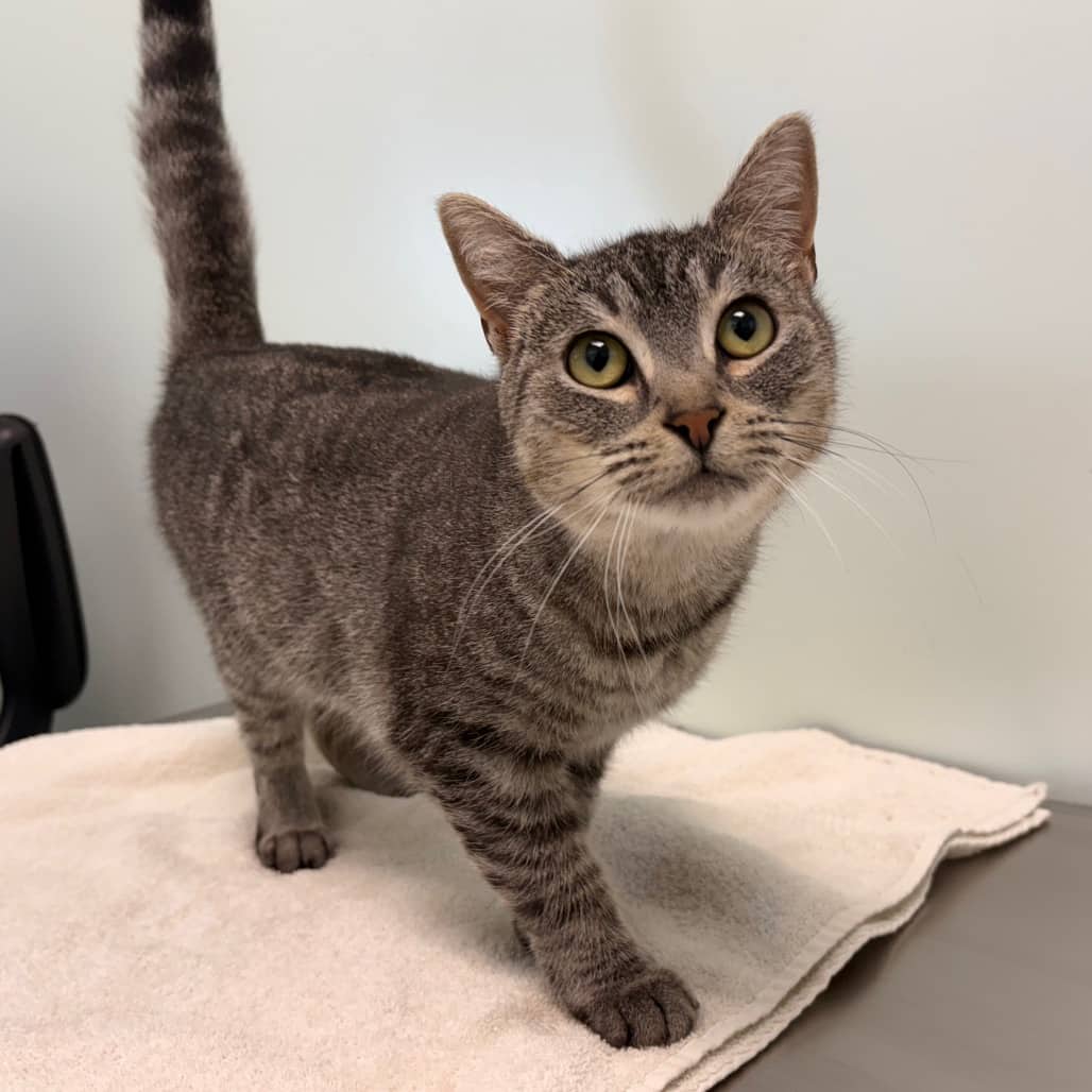 Toast - Domestic Shorthair cat available for adoption at Saskatoon SPCA in Saskatoon