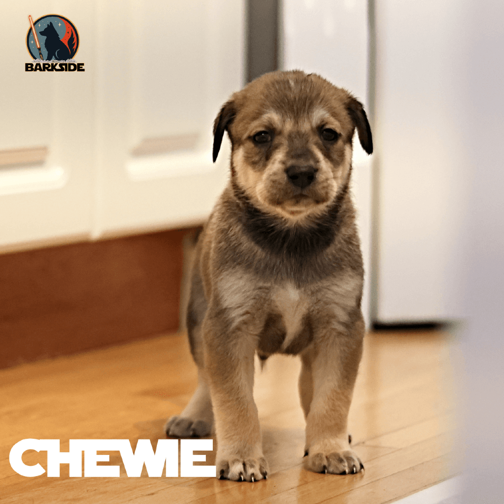 Chewbacca - Mixed Breed available for adoption in Calgary