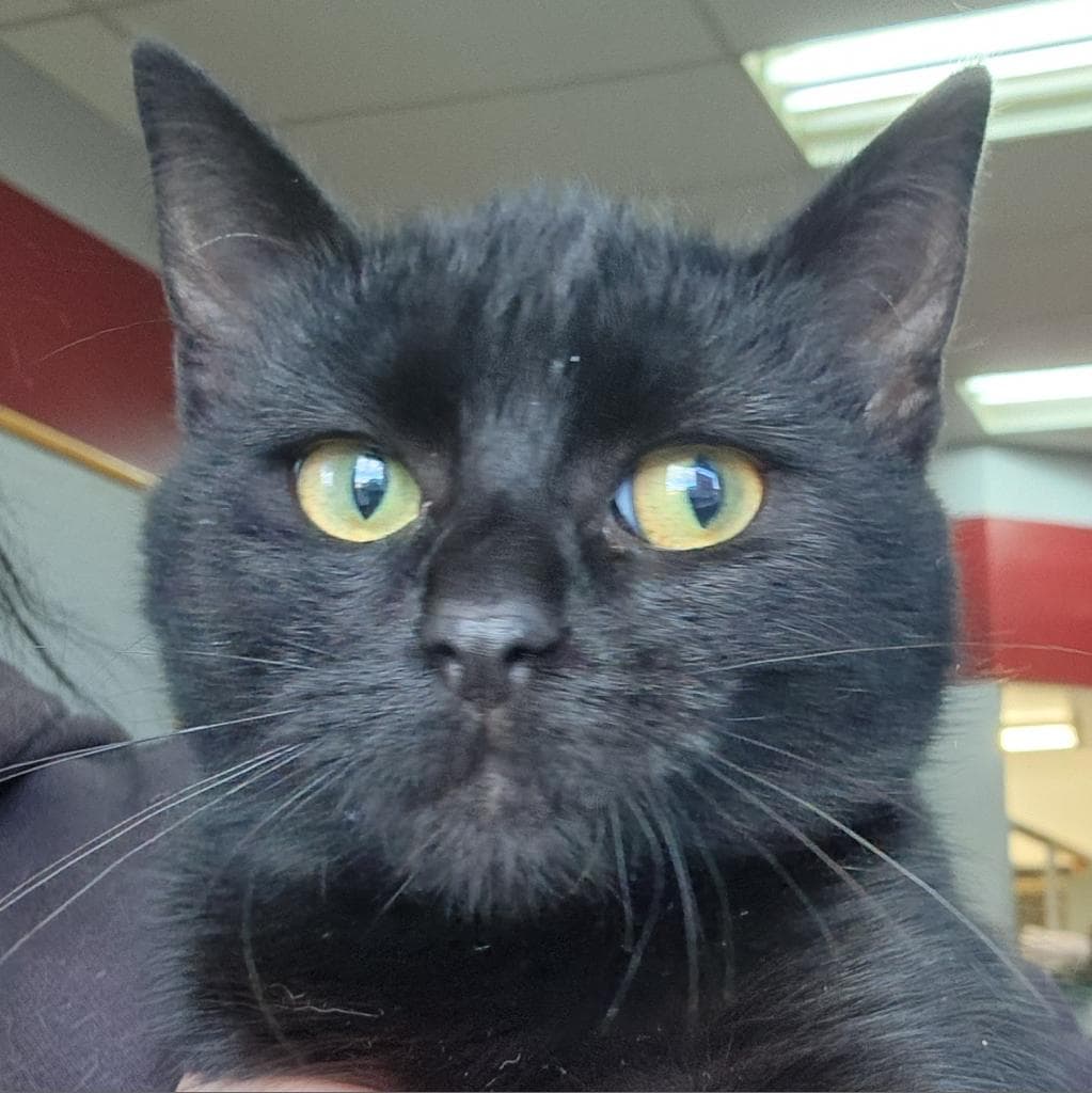 Winifred - Domestic Shorthair cat available for adoption at Humboldt & District SPCA in Humboldt