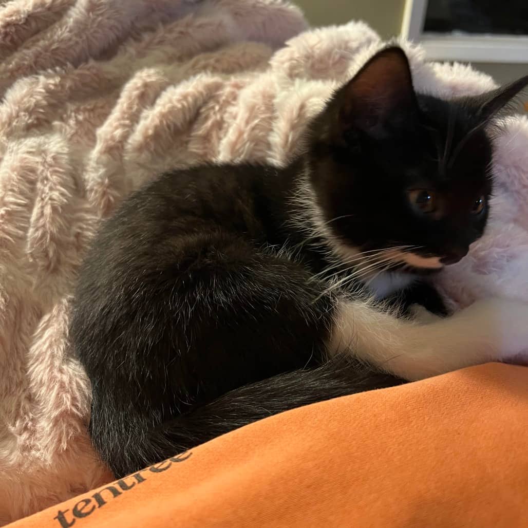 Stash - Domestic Shorthair cat available for adoption at SCARS in Edmonton