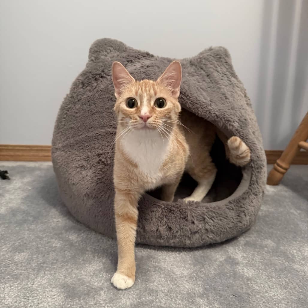 Swizzle - Domestic Shorthair available for adoption