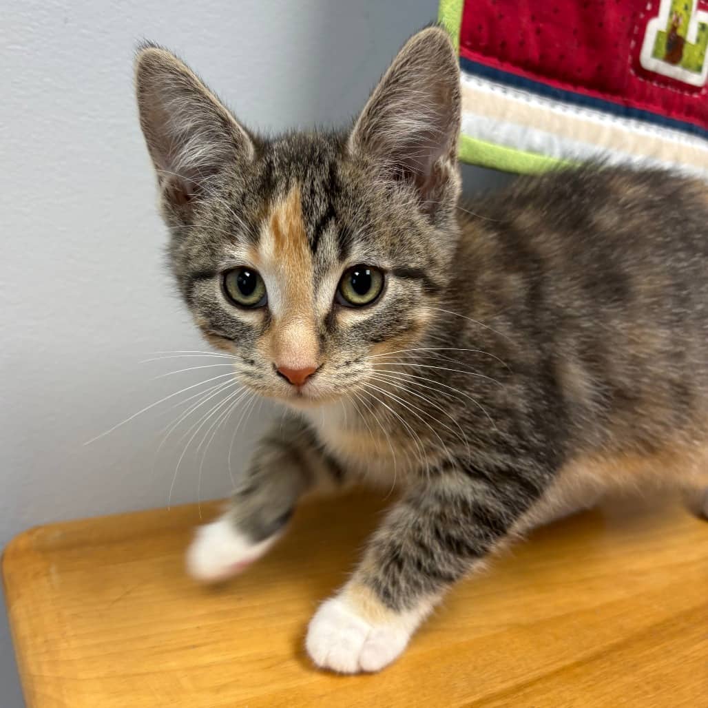 Lacey - Domestic Shorthair available for adoption