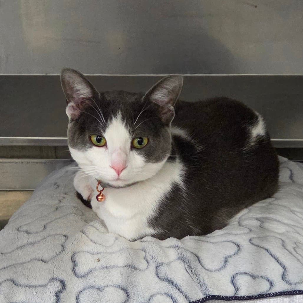 Theo - Domestic Shorthair cat available for adoption at Humboldt & District SPCA in Humboldt